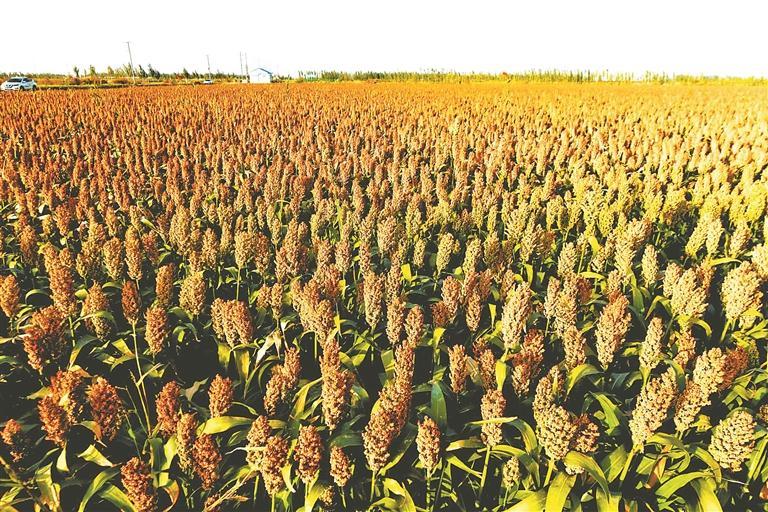 龙江高粱品种新疆复播喜获高产 “冬小麦—早熟高粱”新型种植模式明年将重点推广